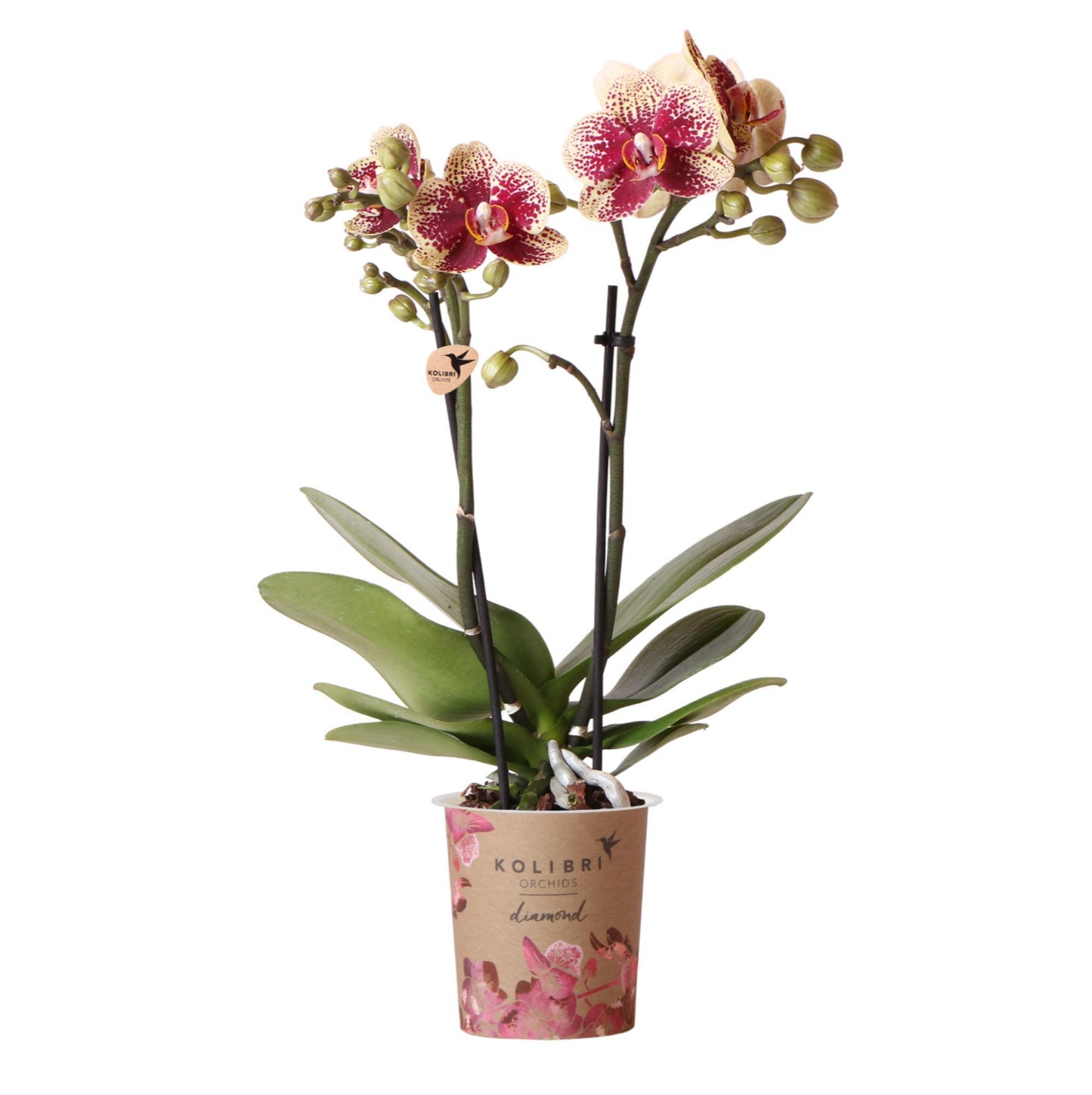 Gelbe rote Phalaenopsis-Orchidee - Spanien - Topfgröße Ø9cm | blühende Zimmerpflanze - frisch vom Züchter