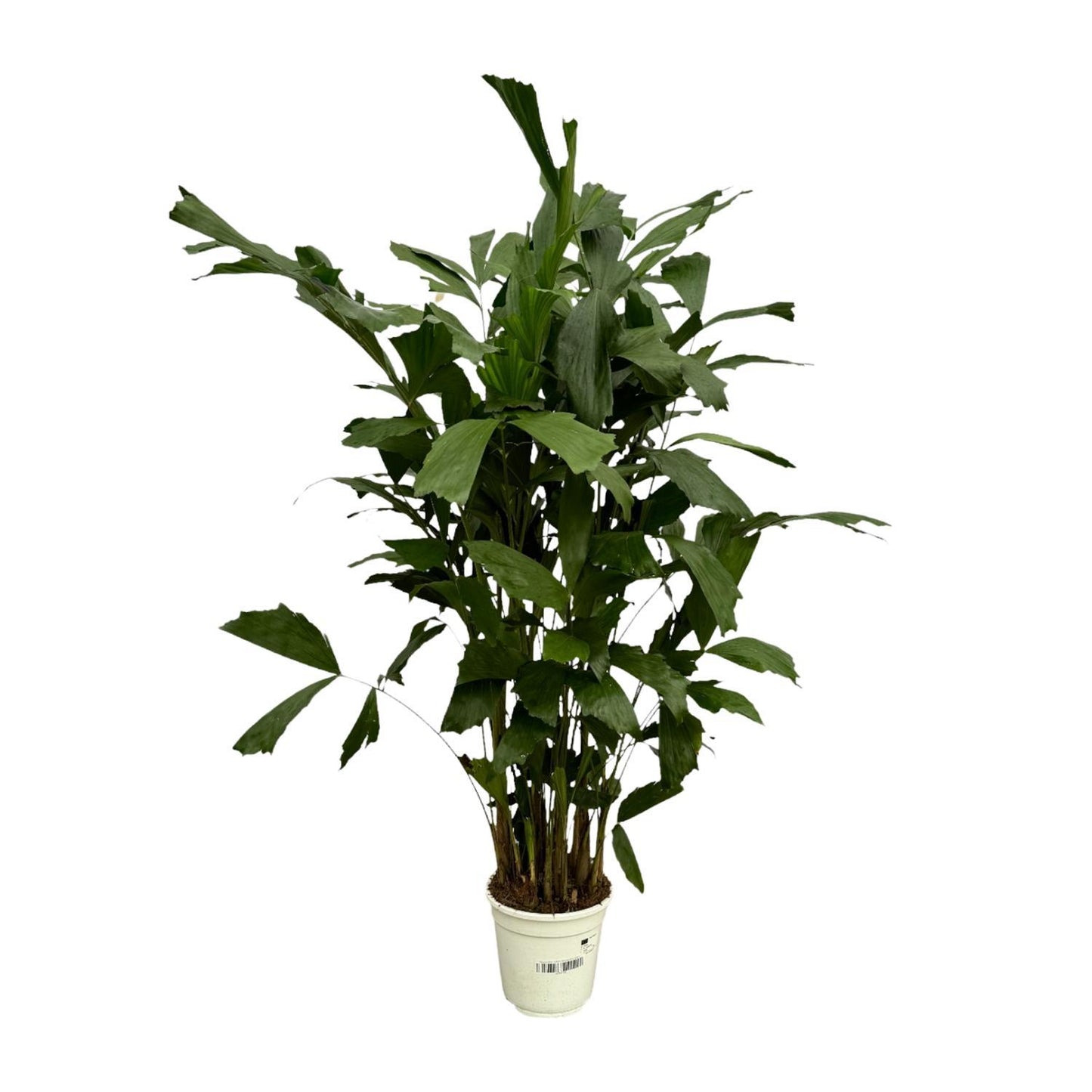 Caryota Mitis - 120 cm - Ø19 cm | Tropische Fächerpalme für Exotisches Flair