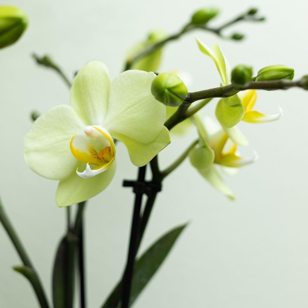 Gelbe Phalaenopsis-Orchidee Topfgröße Ø9cm|blühende Zimmerpflanze - frisch vom Züchter