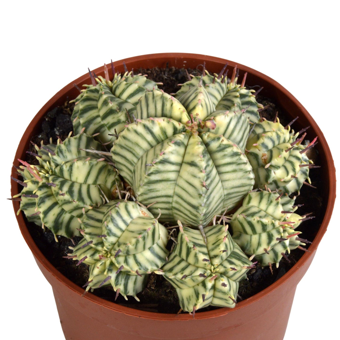 Euphorbia meloformis variegata - clay - 10,5cm - 1x