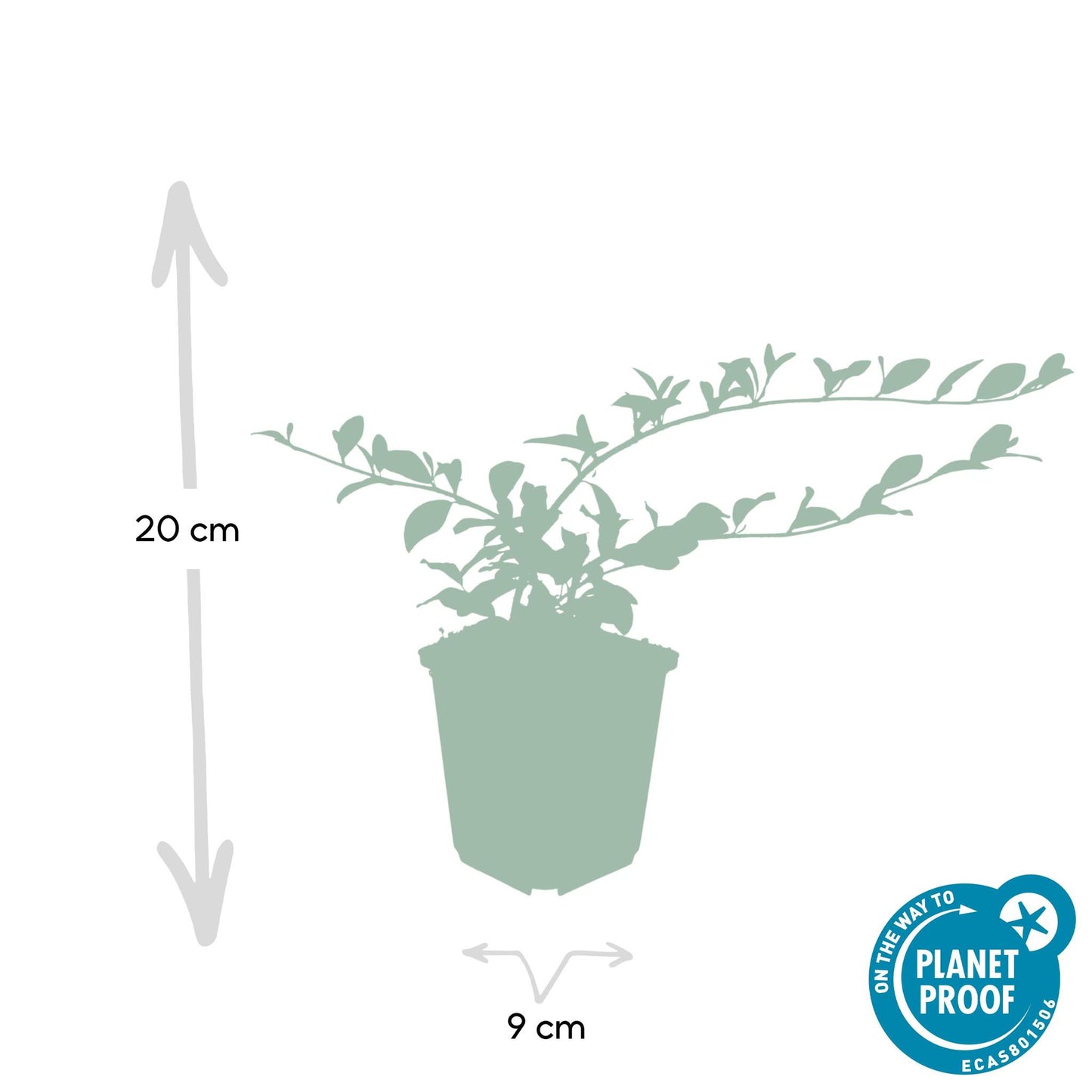 Cotoneaster dam. 'Major' - ↕25cm - Ø9cm  - 12x