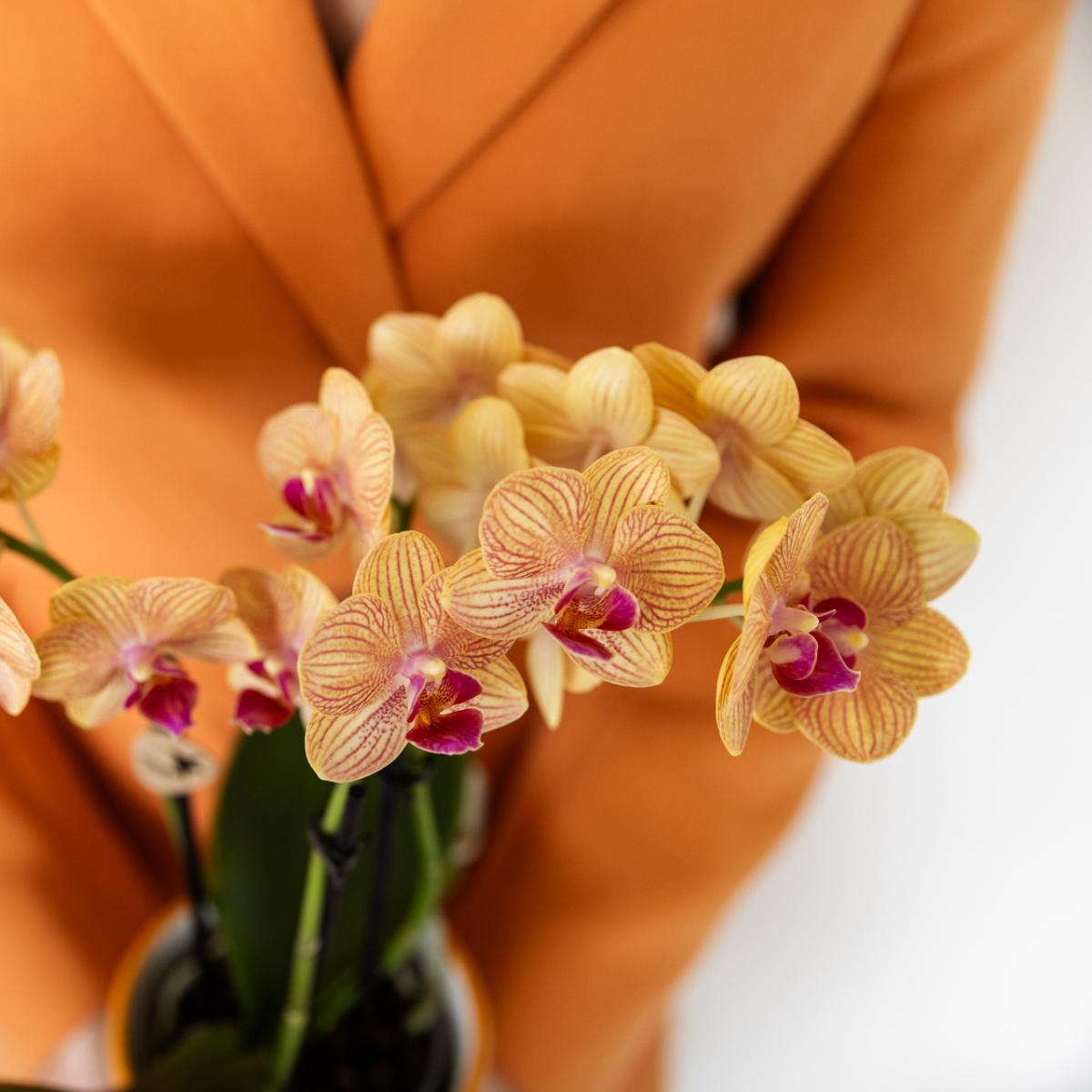 Kolibri Orchids | Orange Phalaenopsis Orchidee - Bolzano + Painted Stripe Topf Orange - Topfgröße Ø9cm | Blühende Zimmerpflanze - Frisch vom Züchter