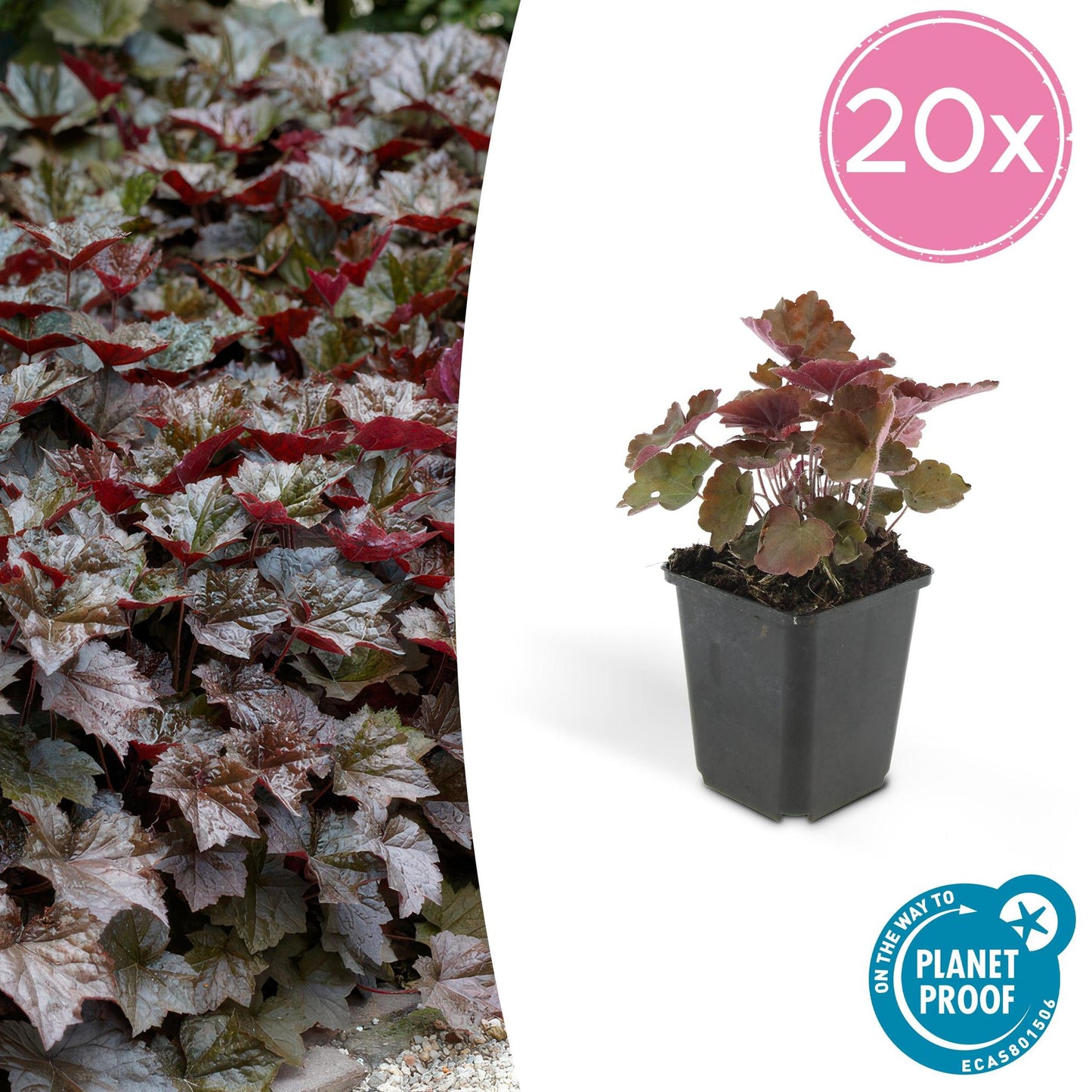 Heuchera mic. 'Palace Purple' - ↕25cm - Ø9cm  - 20x