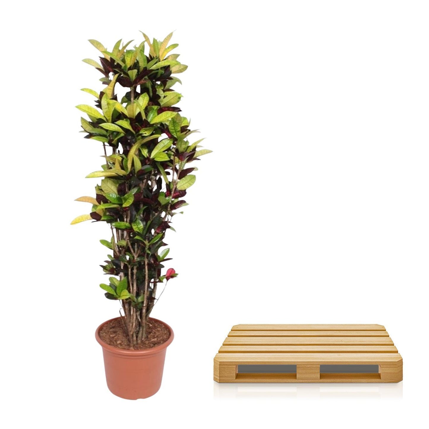 Codiaeum Iceton (Croton Iceton) - 190 cm - Ø45 cm | Prächtige Zimmerpflanze für Exotik und Eleganz