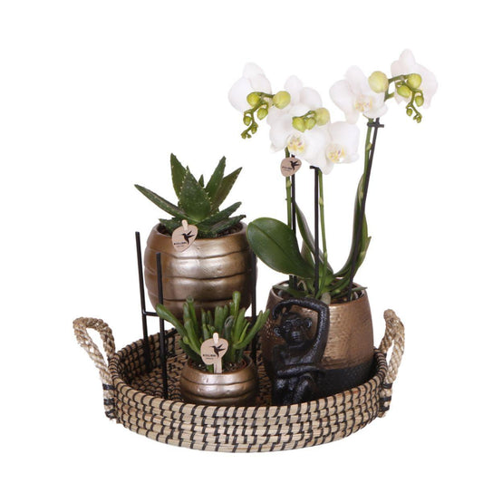 Komplettes Pflanzenset Home Hub | Grünpflanzen mit weißer Phalaenopsis-Orchidee inkl. schwarzen Keramik-Ziertöpfen und Zubehör