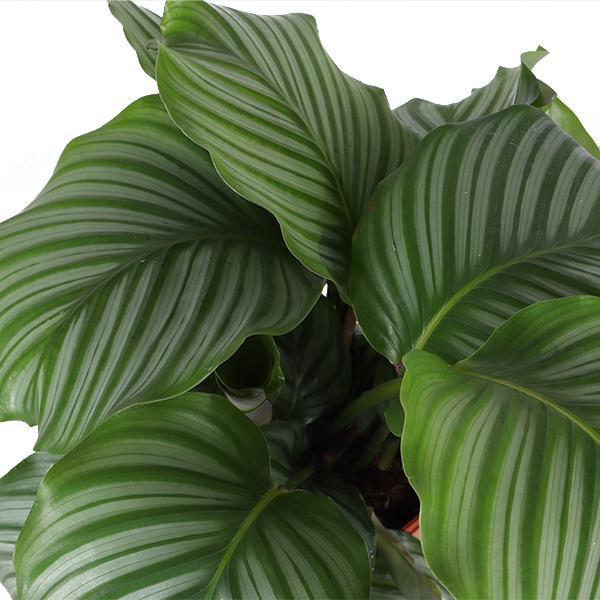 Calathea Orbifolia Ø21 cm - ↕70 cm in Boule OLIJF Pot | Exotische Zimmerpflanze mit Stilvollem Pflanzgefäß