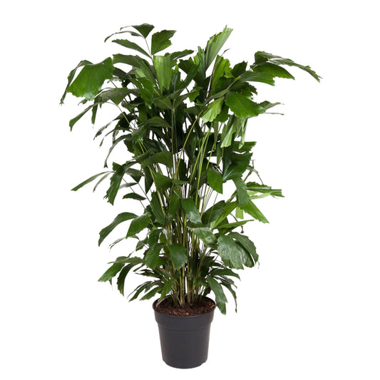 Caryota Mitis - 140 cm - ø27 | Prächtige Tropenpalme für Luxuriöses Ambiente