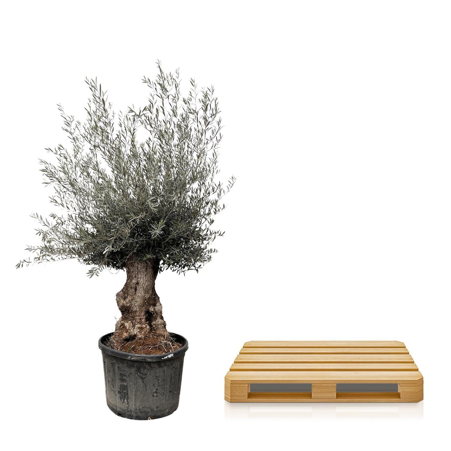 Olea Europaea Bonsai – Prächtiger Olivenbaum im Bonsai-Stil