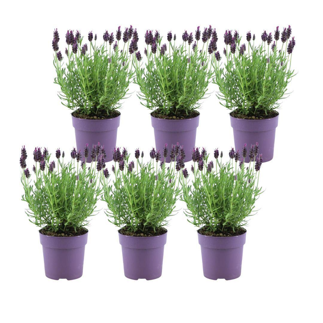 Lavandula stoechas Anouk® – Set von 6 Pflanzen im 12 cm Topf (Schopflavendel)