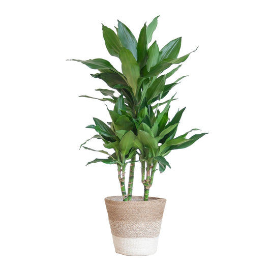 Dracaena  Janet Lindt mit Pflanzkorb Lissabon weiß  - 95cm - Ø21