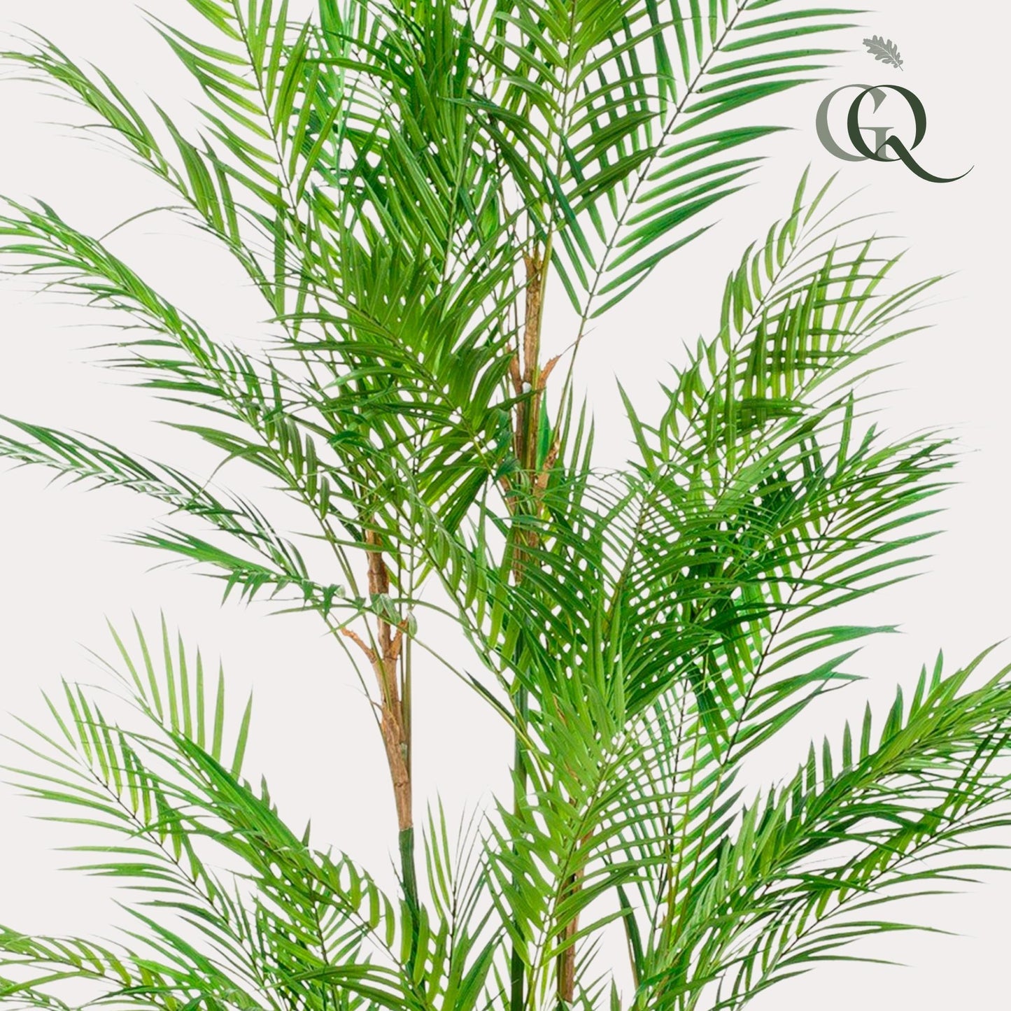 Kunstpflanze Chamaedorea Elegans - Bergpalme - 180 cm Höhe - Realistische Deko-Palme für Innenräume