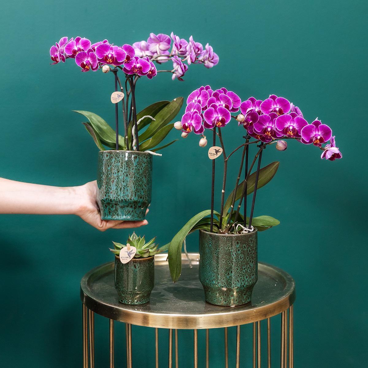 Lila Phalaenopsis Orchidee - Morelia Classy grün- Topfgröße Ø9cm | blühende Zimmerpflanze - frisch vom Züchter