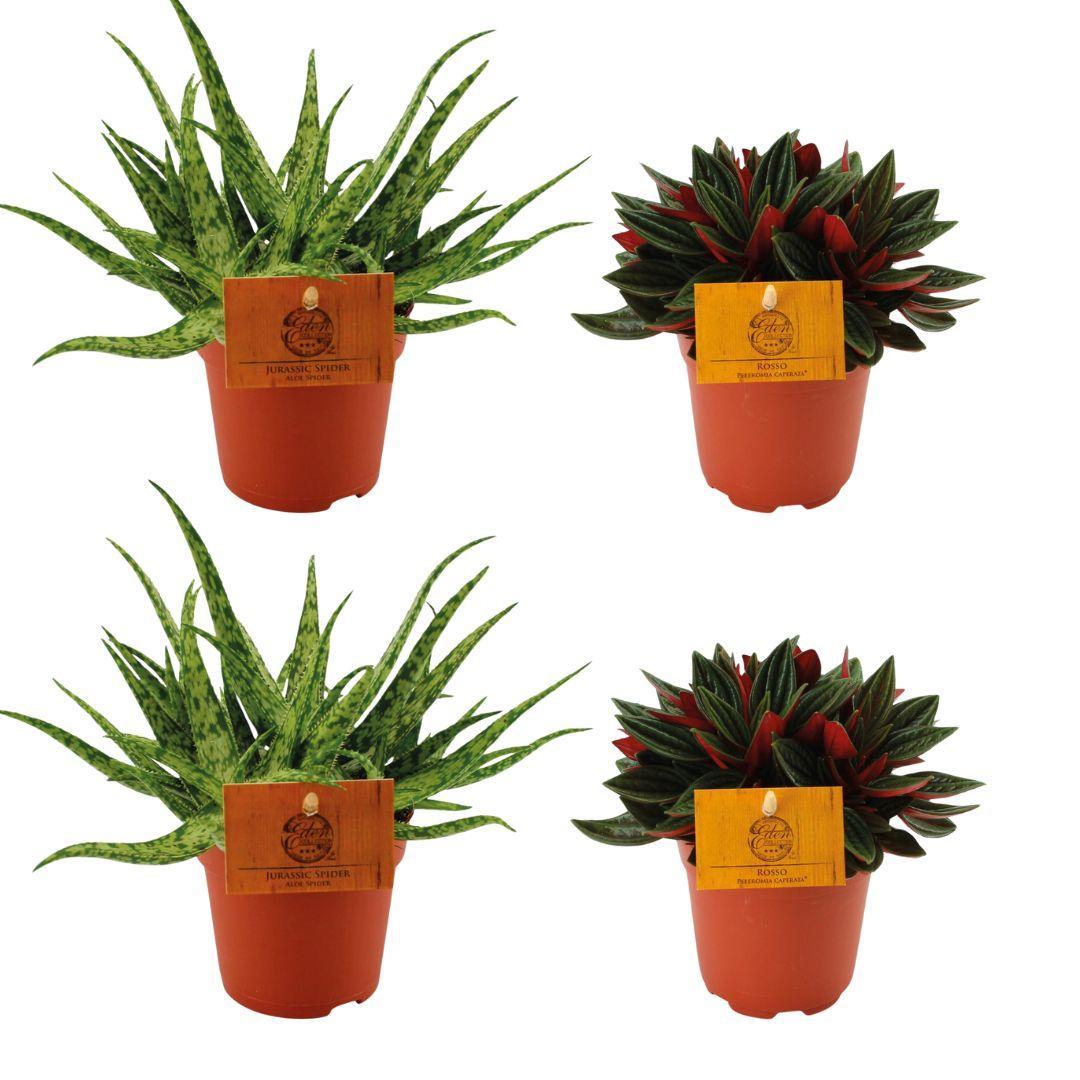 Exotisches Zimmerpflanzen-Duo | 2x Aloe Spider + 2x Peperomia Rosso | 4 Pflanzen, Ø10.5cm, 10cm Höhe