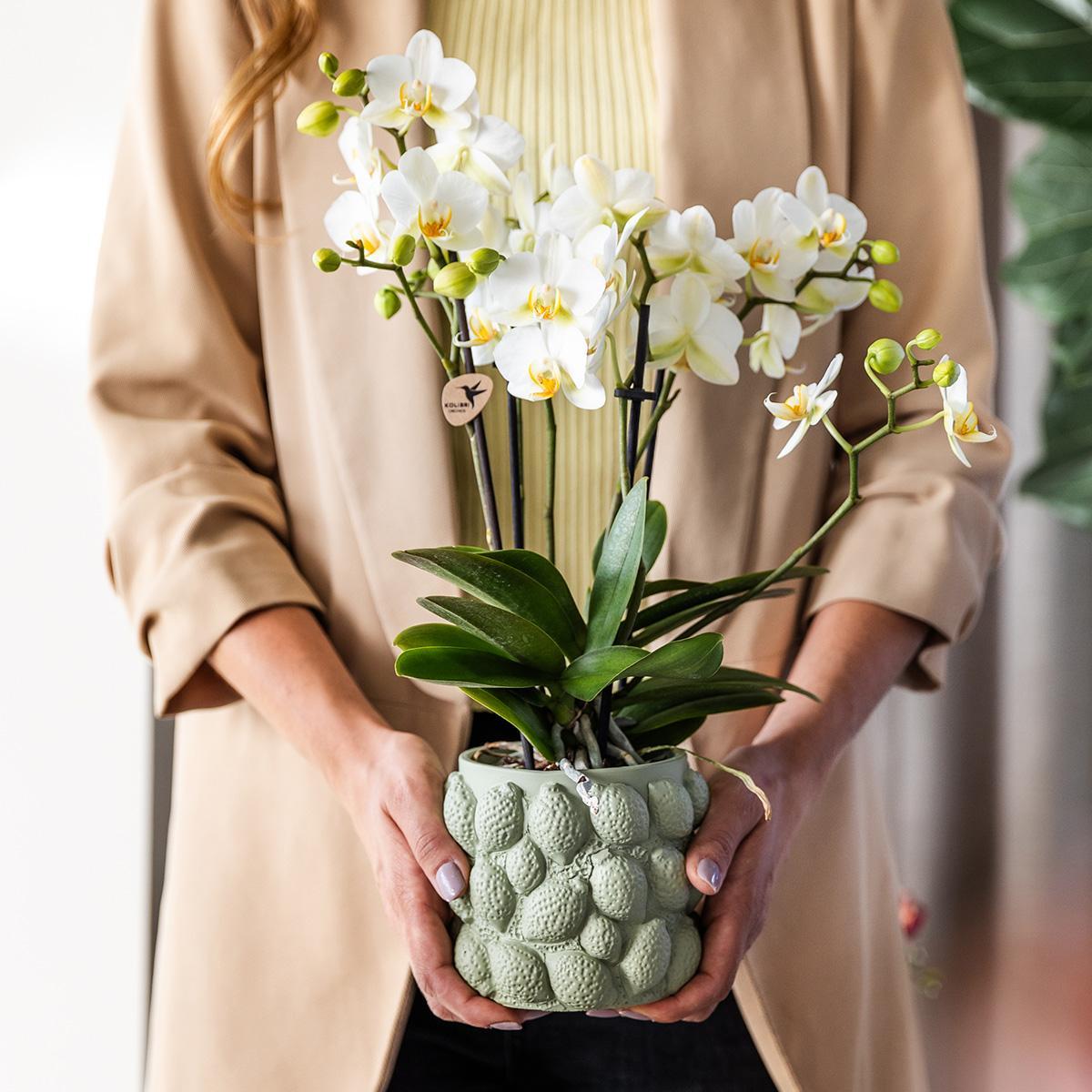 Gelbe Phalaenopsis-Orchidee - Mexiko + Citrus-Ziertopf grün - Topfgröße Ø9cm - 40cm hoch | blühende Zimmerpflanze im Blumentopf - frisch vom Züchter