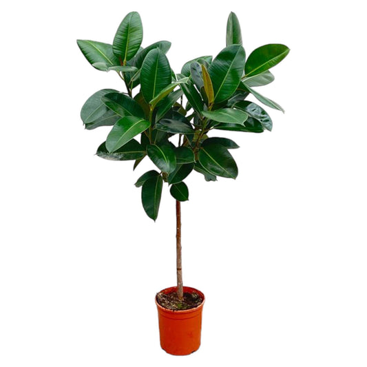 Ficus Elastica Robusta am Stamm - 130 cm - ø24