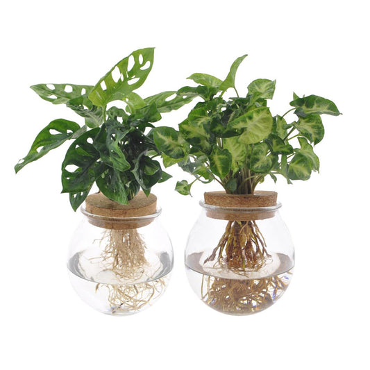 Bolglas Duo Monstera Adansonii/Syngonium Green - 2 Stücke - Ø12cm - ↕12-30cm