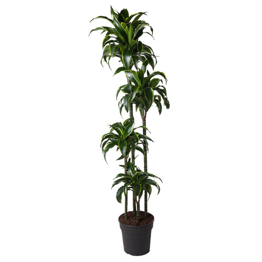 Dracaena Dorado - 170 cm - ø27