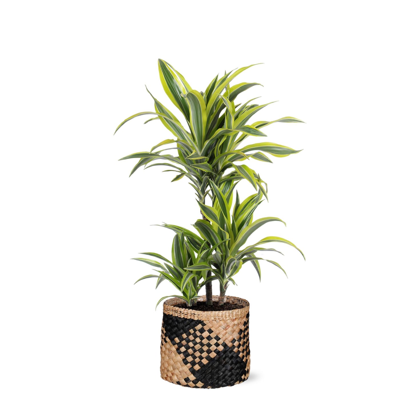 Dracaena Lemon Lime Ø21cm - ↕65cm im Albury BLACK Druckkorb