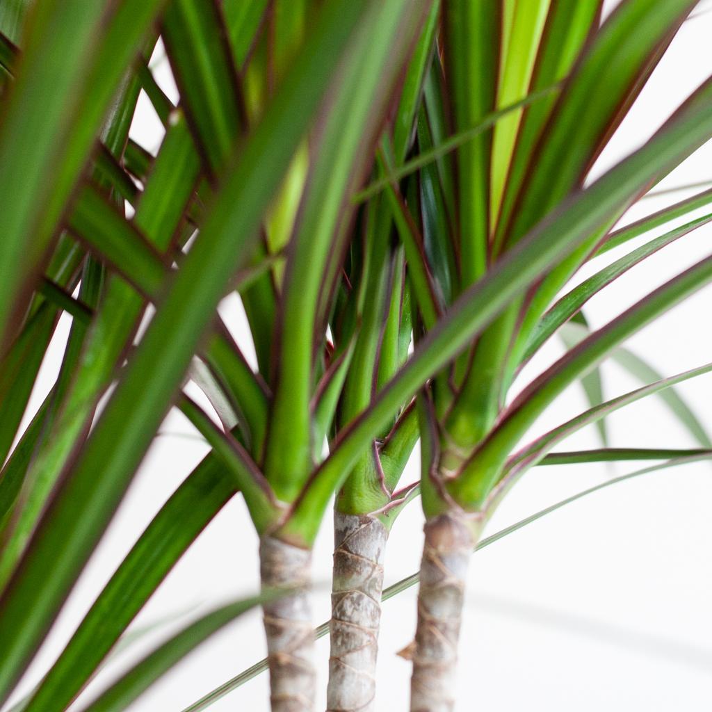 Dracaena Marginata mit weißem Lisabon-Korb - 95 cm - Ø21