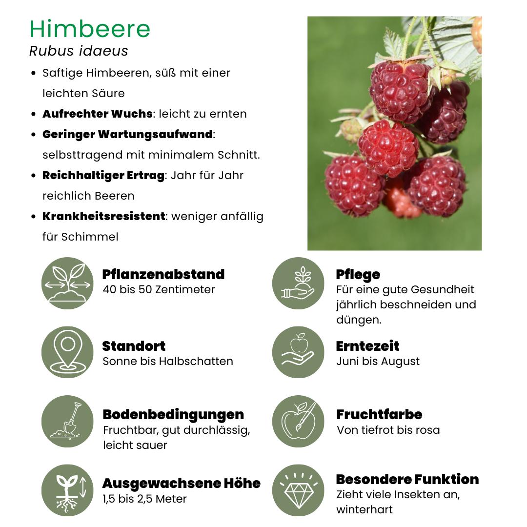 6 x Himbeerenpflanzen BIO - Ø 13 cm - ↨ 20 cm