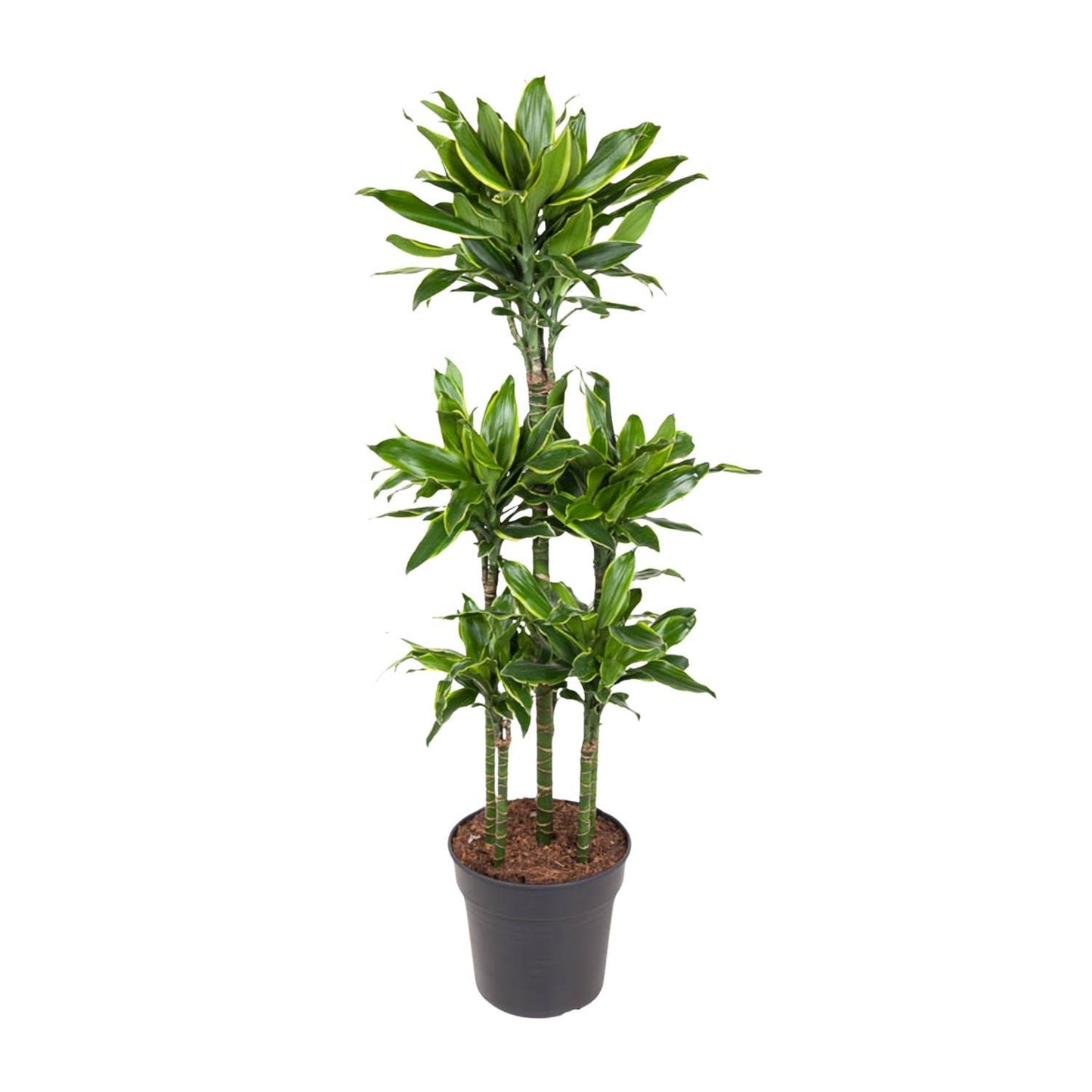 Dracaena Golden Coast Carrousel - 150 cm - ø31