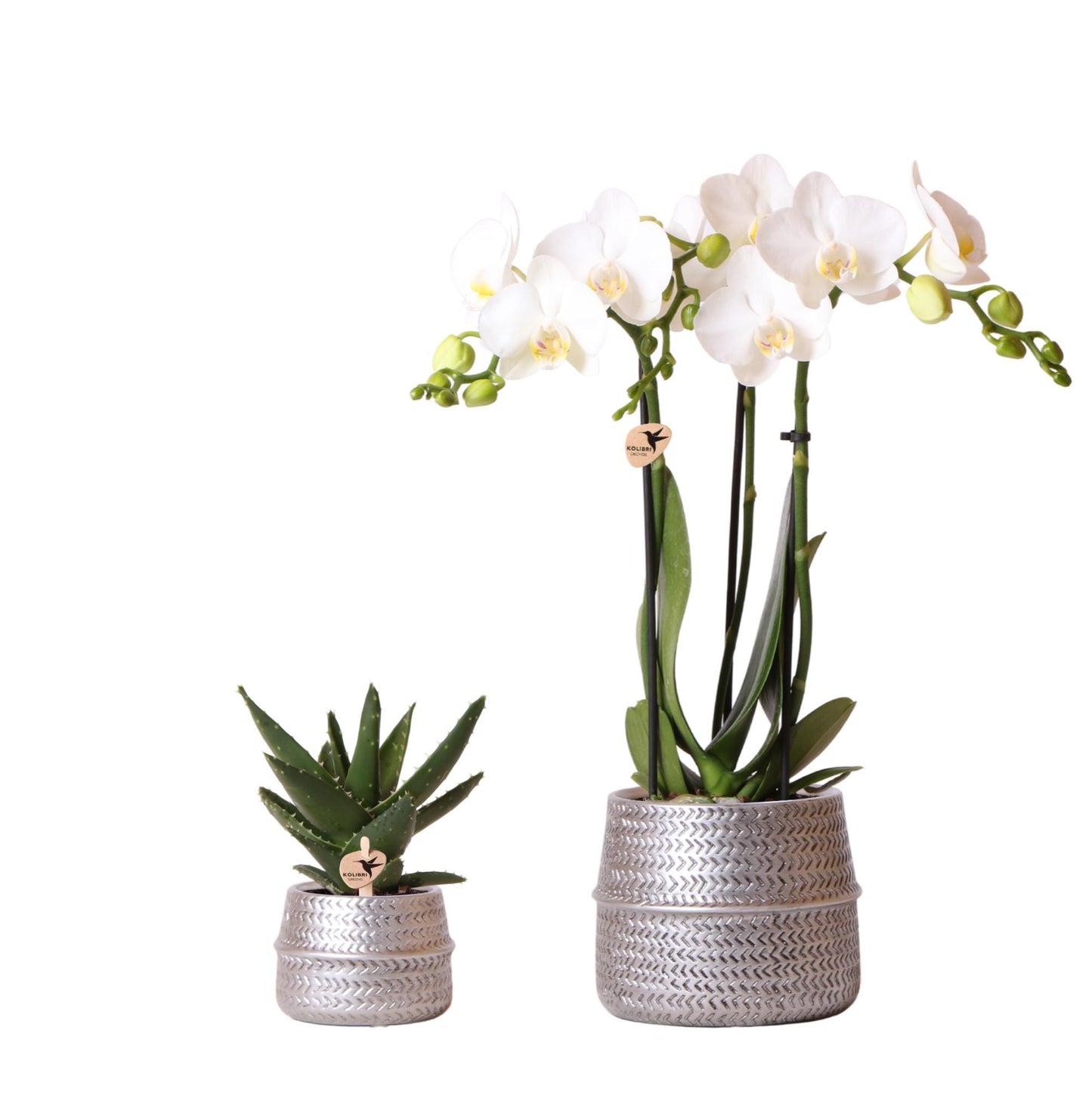 Pflanzenset Groove Silber: Phalaenopsis Orchidee & Crassula Ovata Sukkulente mit Keramiktöpfen