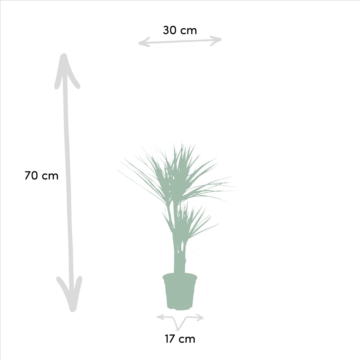 2x Dracaena - Höhe 90 cm - Ø17 cm | Pflegeleichte Zimmerpflanze für stilvolle Dekoration