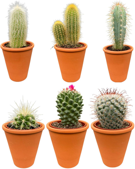 Cactus Mix - 6.5cmØ - 8-15cm hoog- (6 Stuks) - Terracotta - Ø7.5 cm