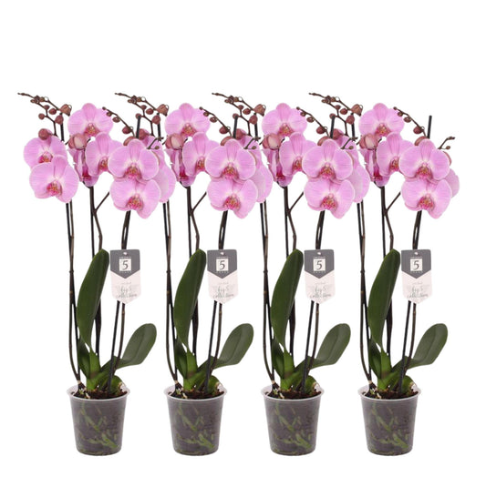 Set van 4 - Phalaenopsis Elion - 3 tak orchidee - 60 cm - Ø12cm