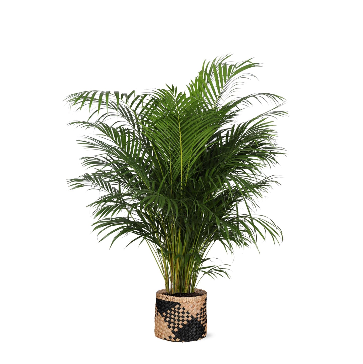 Dypsis Lutescens (Areca Palm) Ø27cm ↕160cm im Albury BLACK Print-Topf