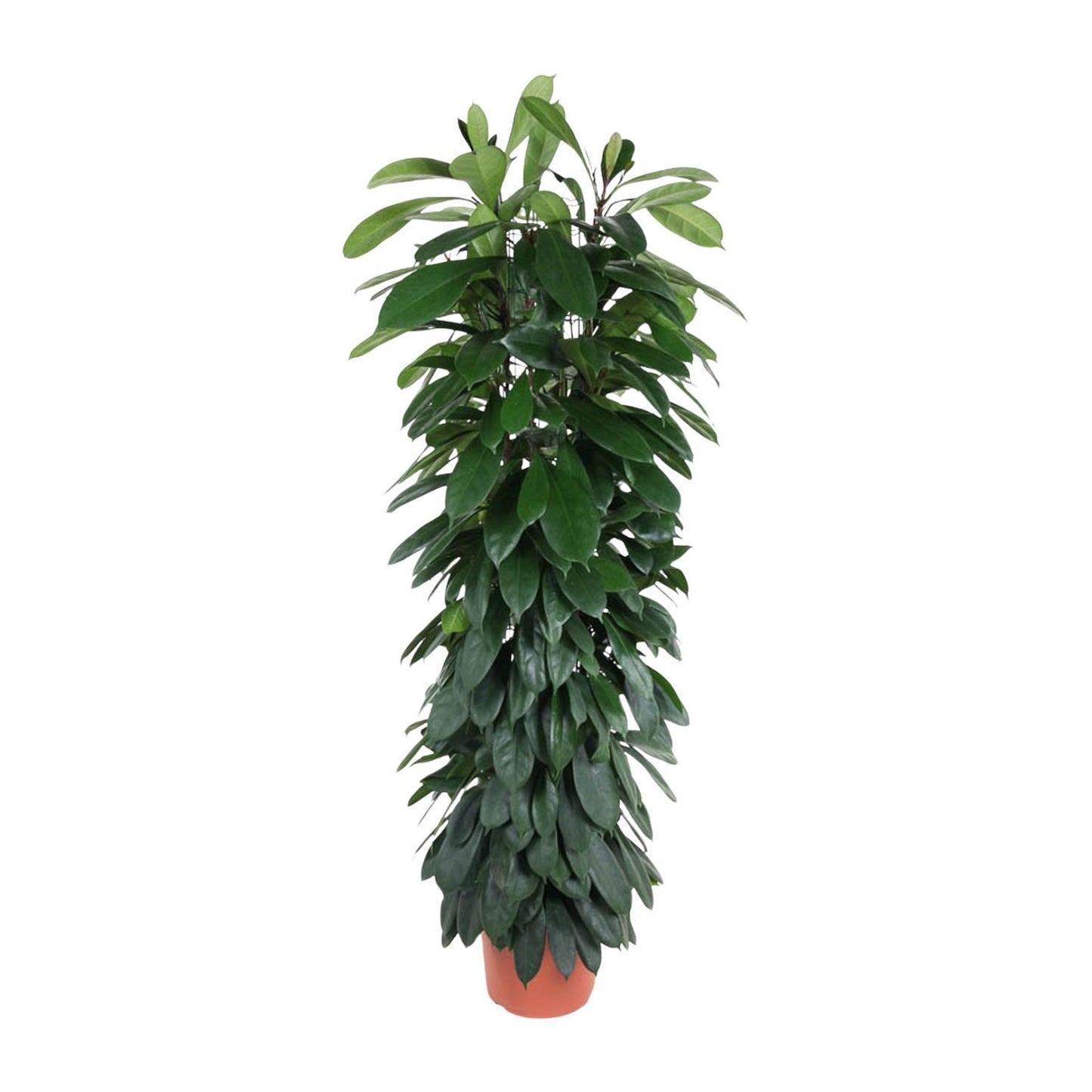 Ficus Cyatistipula Säule - 150 cm - ø29cm