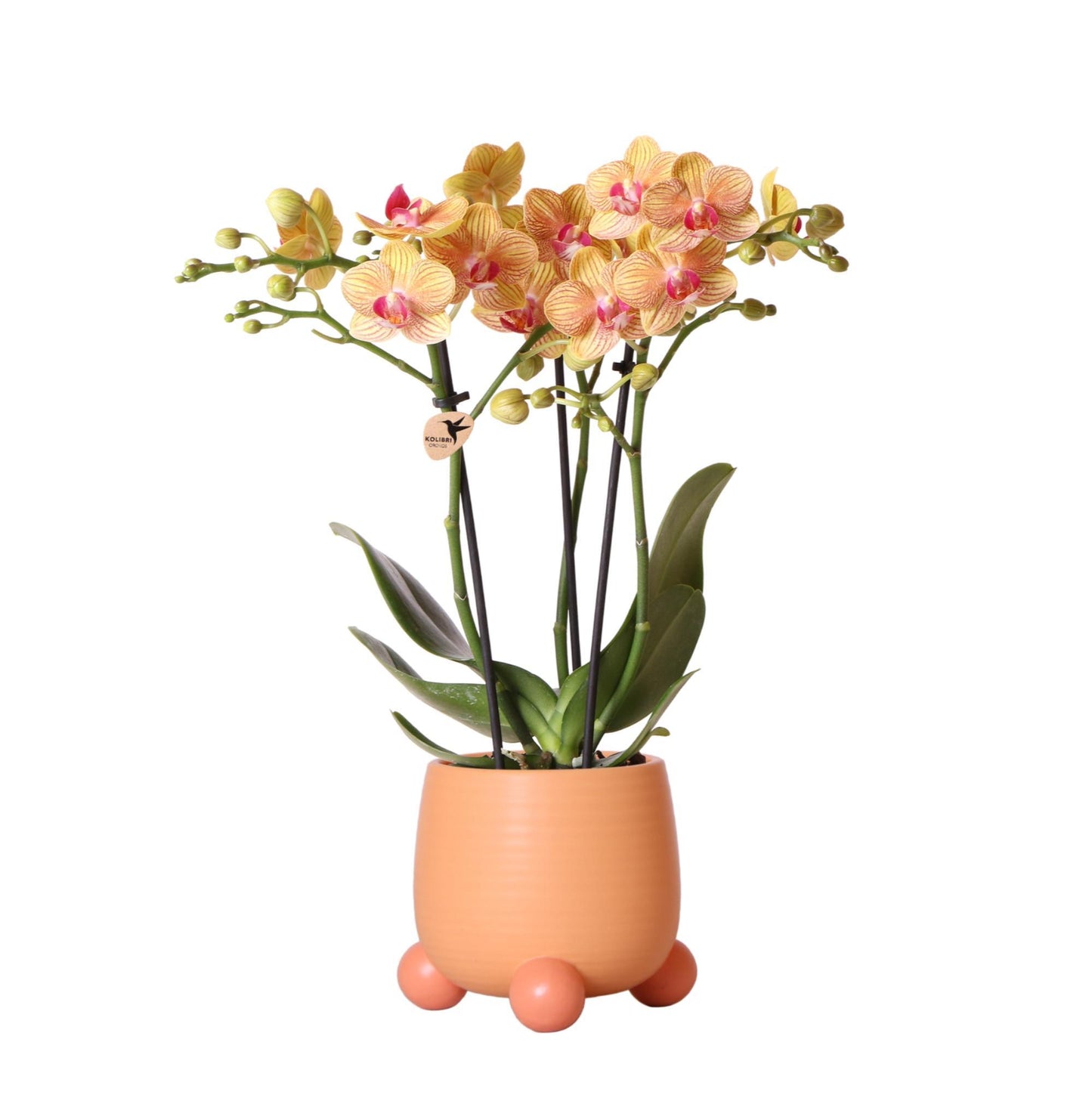 Kolibri Orchids | Orange Phalaenopsis orchid - Jamaica + Rolling dekorativer Topf Pfirsich - Topfgröße Ø9cm - 35cm hoch | blühende Zimmerpflanze im Blumentopf - frisch vom Züchter