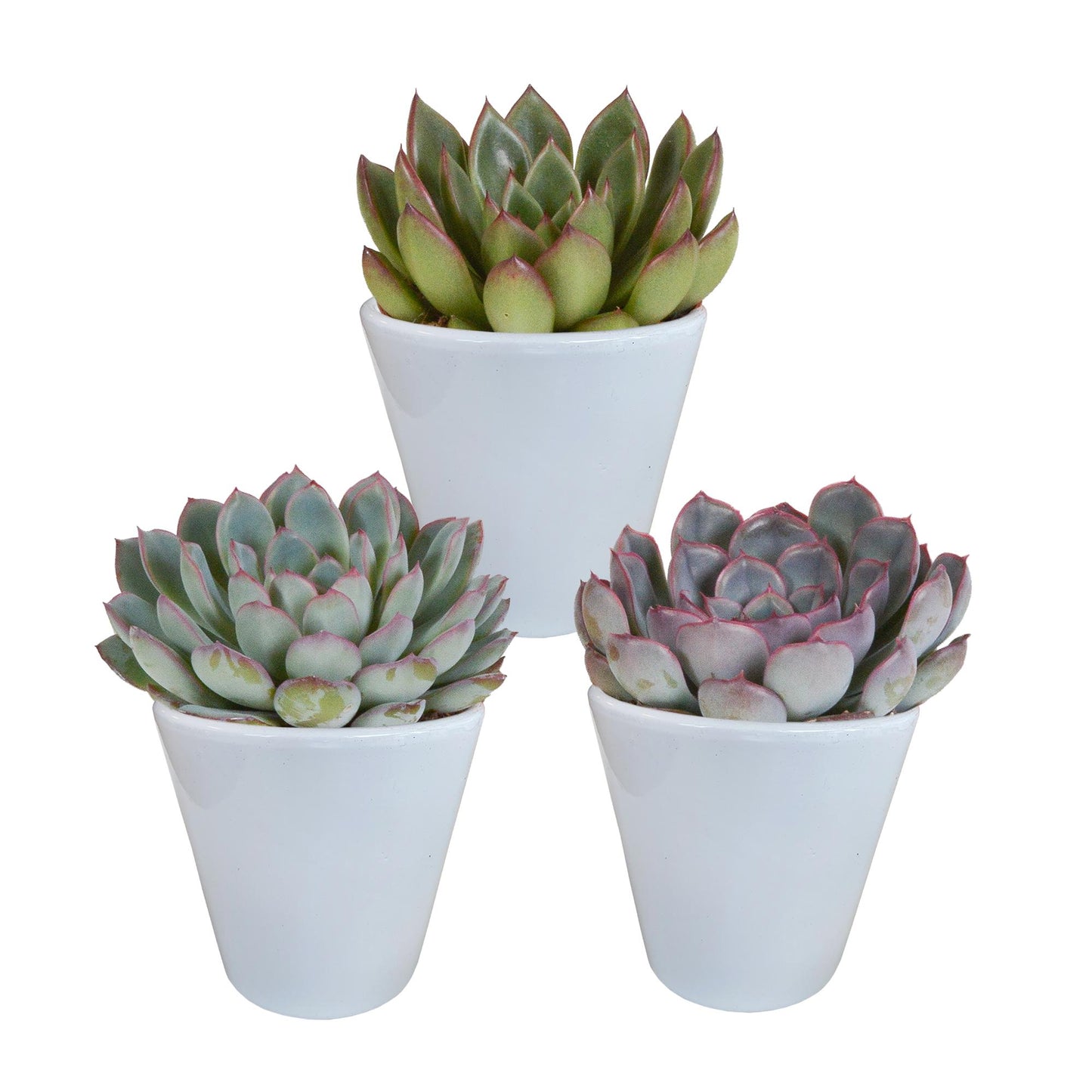 Echeveria-Mischung 8,5 cm - 3x