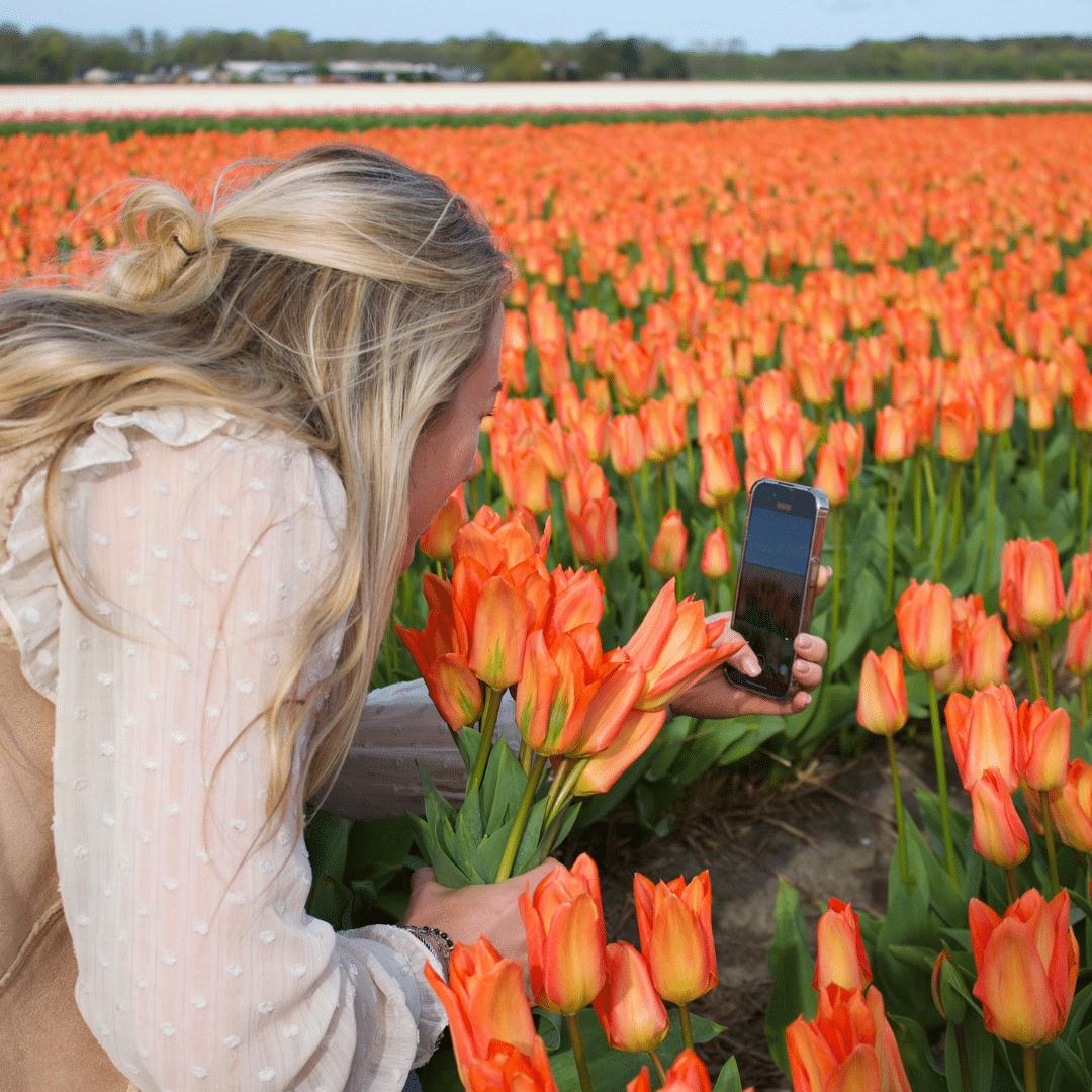 Flowerbulbs Amsterdam Orange Emperor - 15 Premium Blumenzwiebeln, Größe 12+