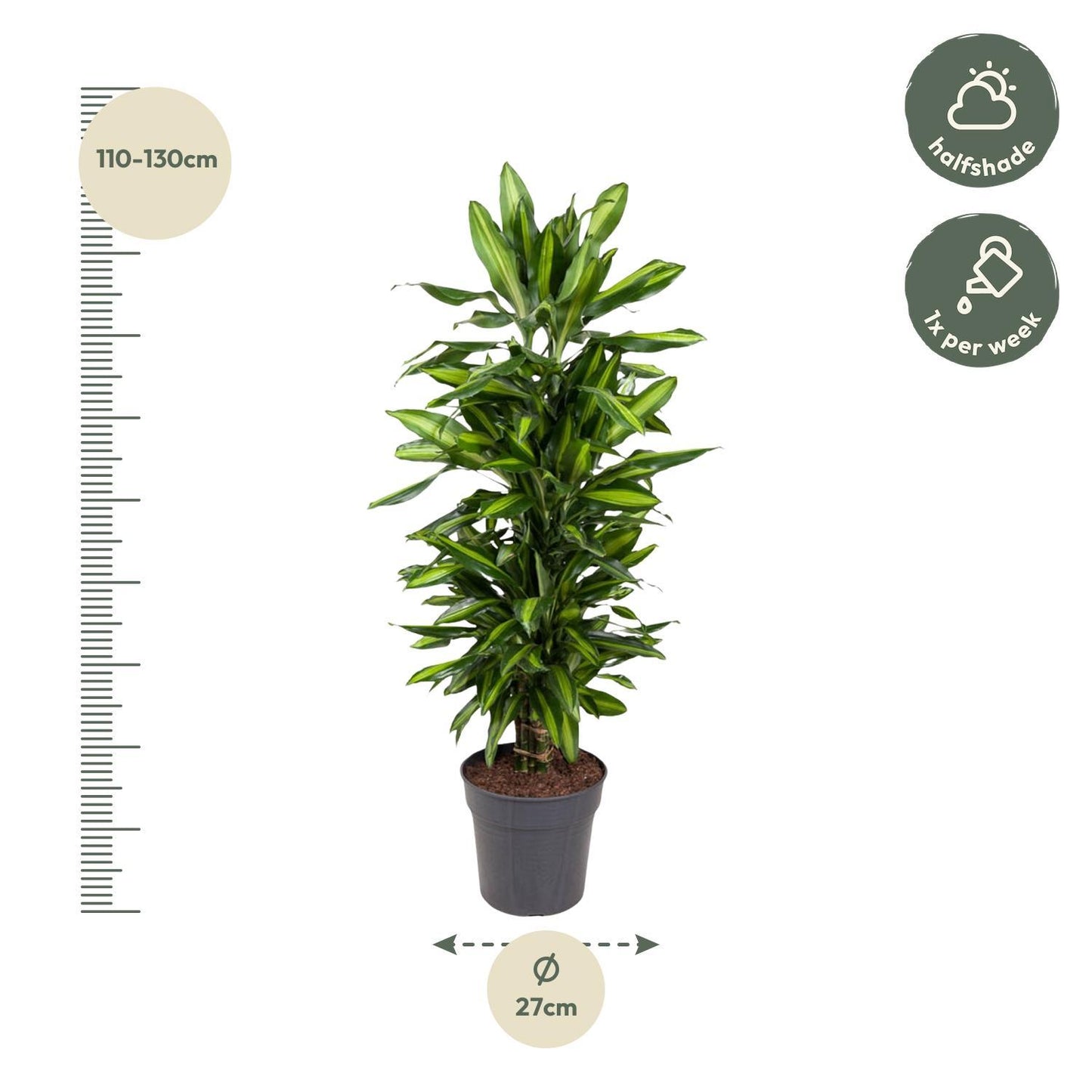 Dracaena Cintho vertakt - 120 cm - ø27