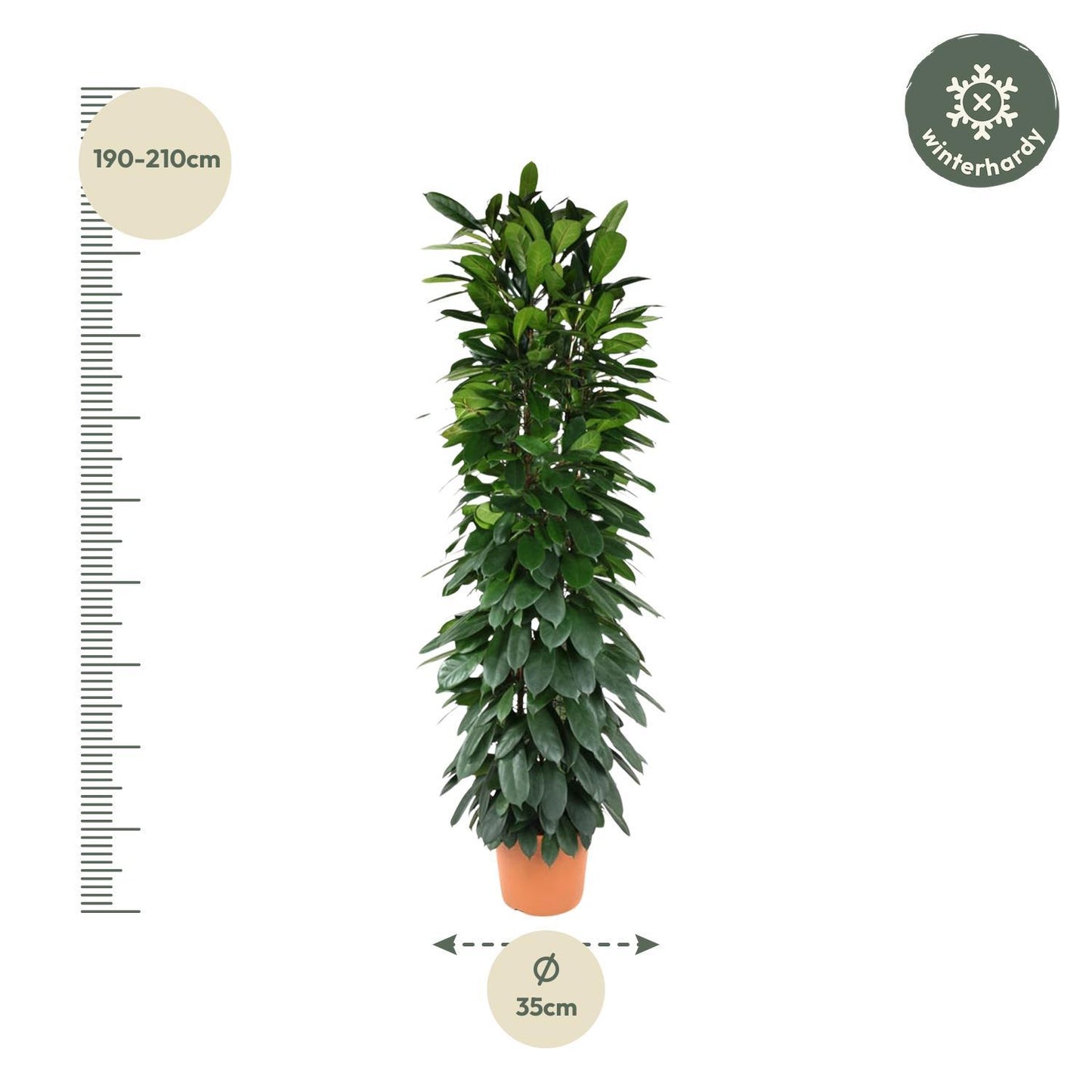 Ficus Cyatistipula Säule - 200 cm - ø35cm