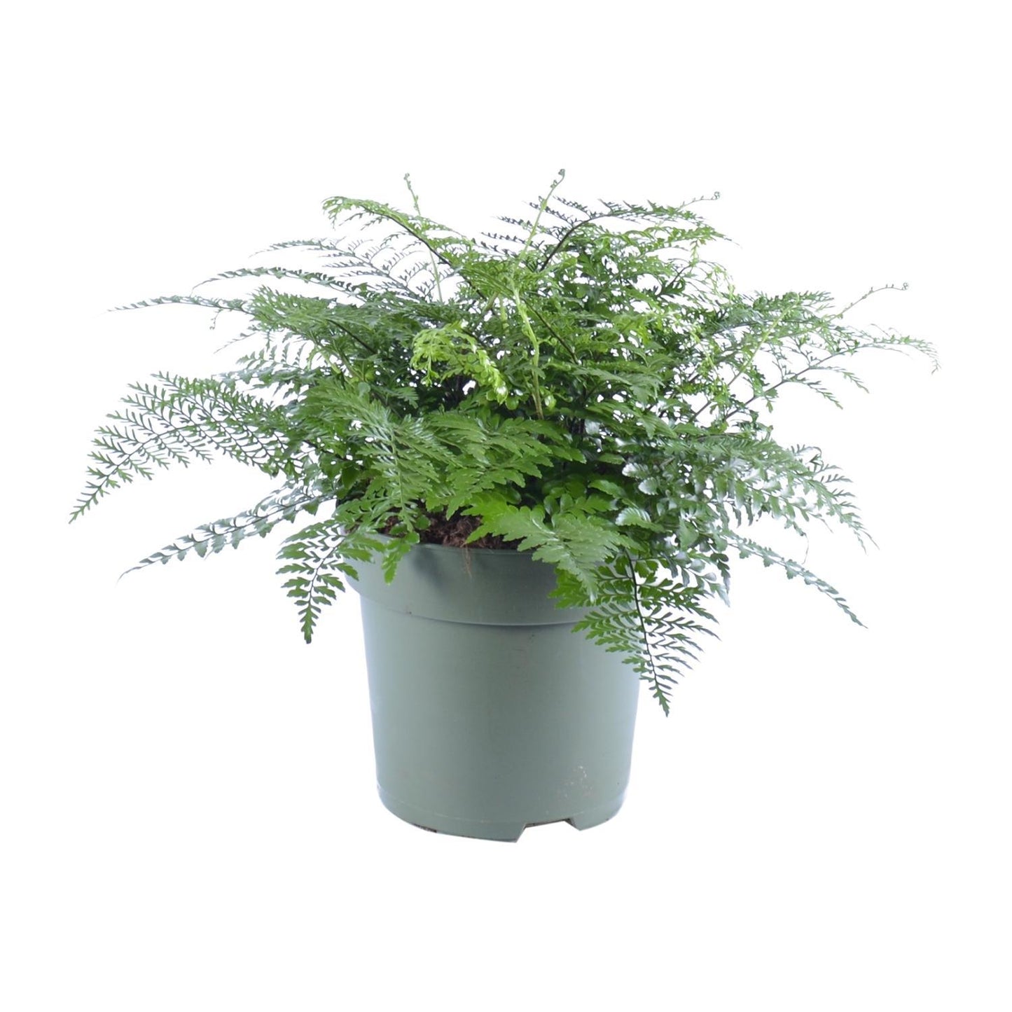 Asplenium Parvati Ø27cm Topf, ↕50cm Höhe