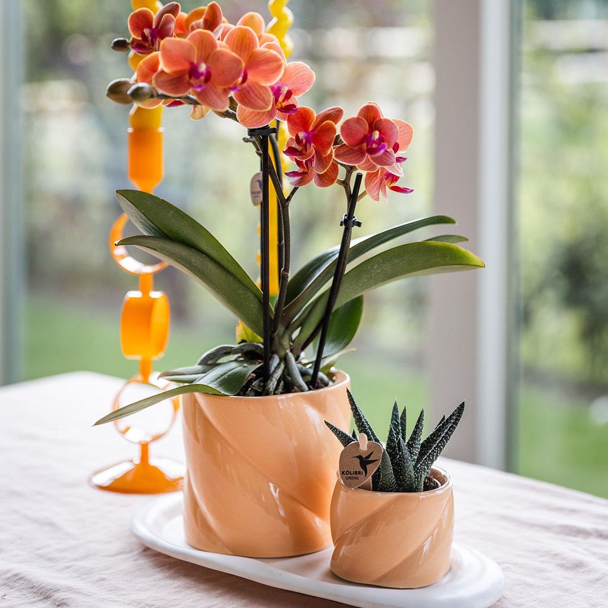 Kolibri Orchids | Geschenkset Optimismus kleiner Pfirsich | Grünpflanze mit orangefarbener Phalaenopsis-Orchidee in Candy-Ziertöpfen auf weißem Bio-Tablett