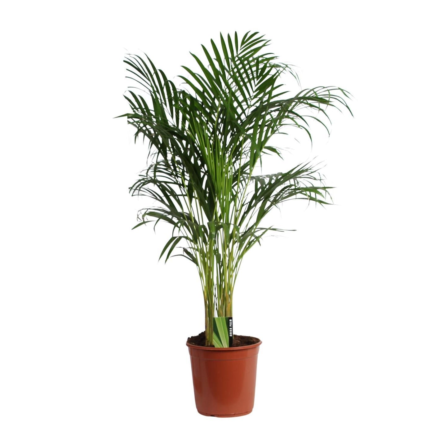 Dypsis Lutescens (Areca) A2 - Ø24cm - ↕120cm