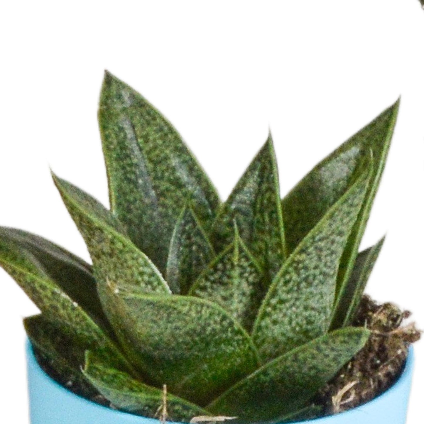 Gasteria/Haworthia-Mischung 5,5cm - 5x - in gekleurde plasticpot