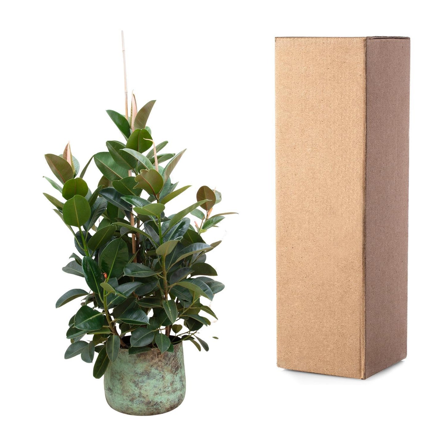 Ficus Robusta vertakt - 150 cm - ø38