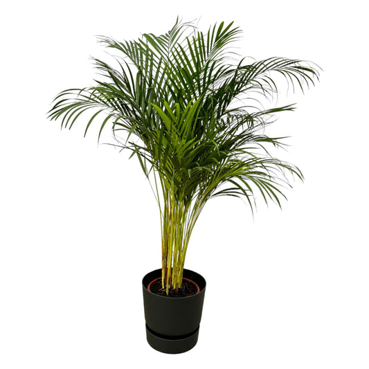 Areca-Palme - 130 cm Höhe - Ø24 cm - Inklusive Elho Greenville Round Topf (Schwarz) D30xH28 - Edle Tropenpflanze für Ihr Zuhause