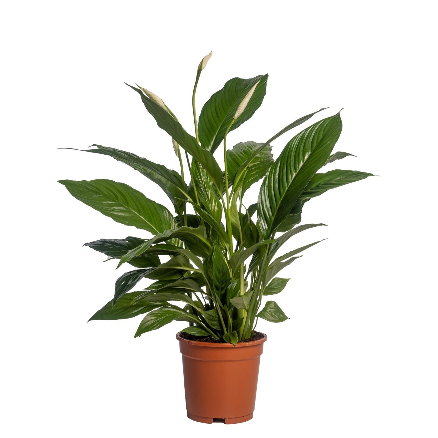 Spathiphyllum 'Vivaldi Spa' - Ø17cm - ↕70cm | Elegante Friedenslilie ohne Übertopf