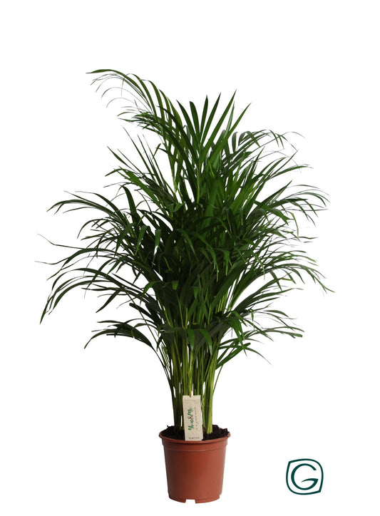 Dypsis Lutescens (Areca-Palme) - Ø19cm - ↕90cm