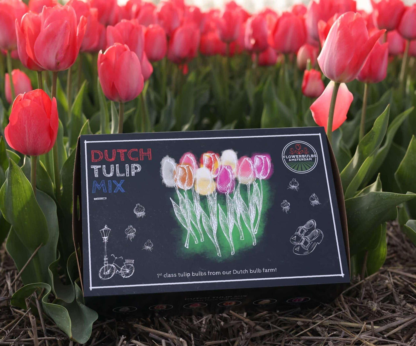 Flowerbulbs Amsterdam Dutch Tulip Mix - Luxusbox groß, 90 Premium Tulpenzwiebeln, Größe 12+"