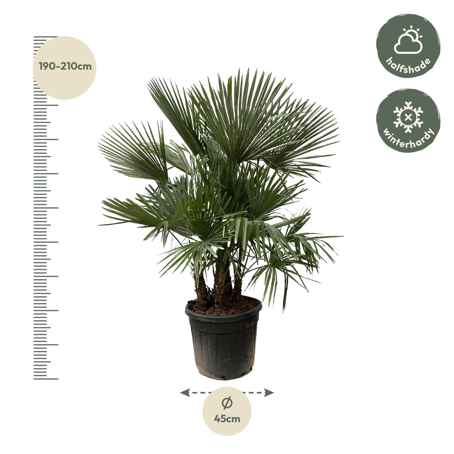 Trachycarpus Multi-Stamm - 200cm- Ø45