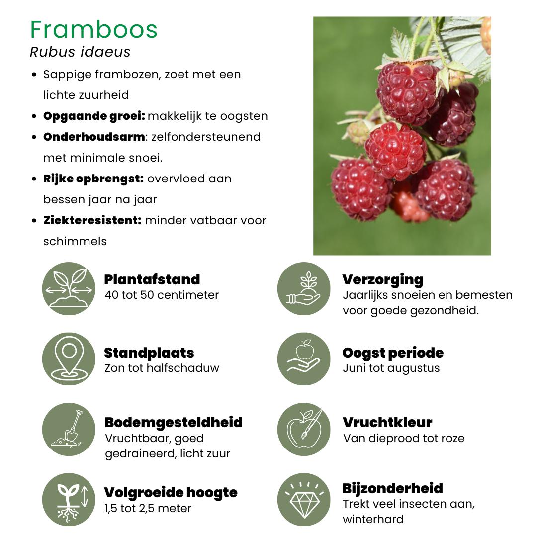 Fruchtparadis BIO Obstpflanzen Set - Mix aus 4 verschiedenen Sorten