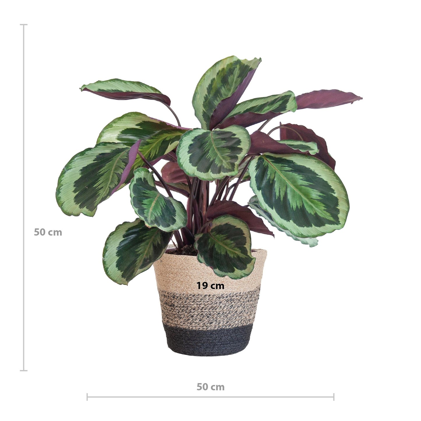 Calathea Medaillon mit Lissabon-Korb Schwarz - 65cm - Ø21