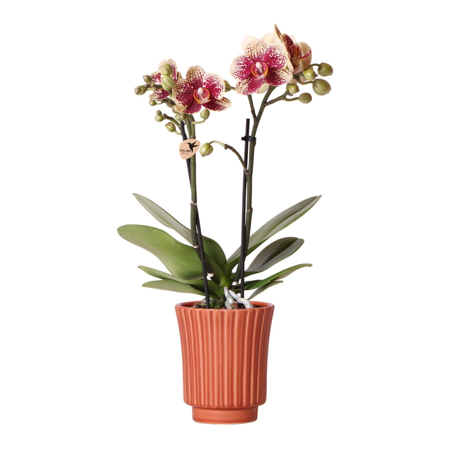 Kolibri Orchids | Gelbe rote Phalaenopsis-Orchidee - Spanien im Retro-Dekotopf Terrakotta - Topfgröße Ø9cm - 40cm hoch | blühende Zimmerpflanze - frisch vom Züchter