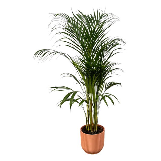 Areca-Palme - 110 cm Höhe - Ø21 cm - Inklusive Elho Vibes Fold Round Topf (Rosa) D22xH20 - Pflegeleichte Zimmerpflanze